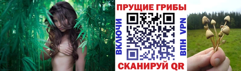 Псилоцибиновые грибы Psilocybine cubensis  Таштагол 